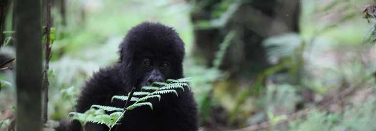 baby mountain gorilla rwanda
