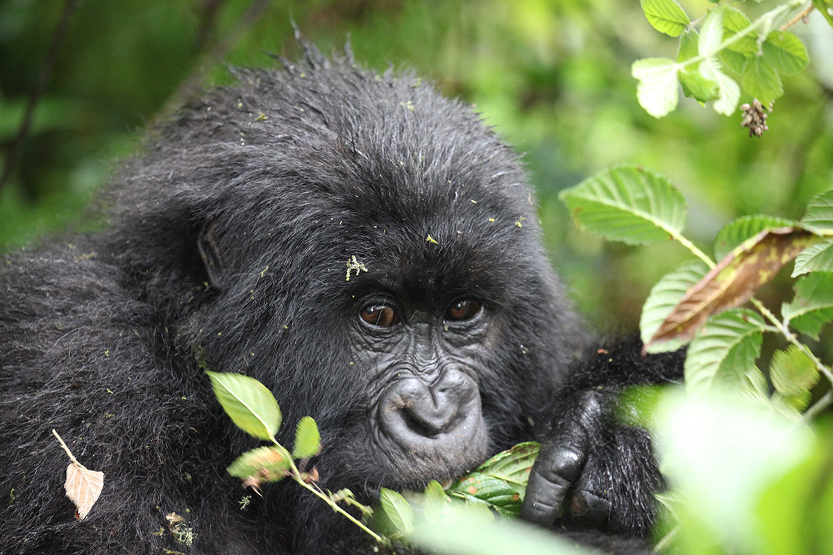 Gorilla eating leaf