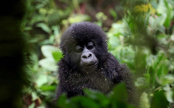 A baby gorilla seen in Volcanoes National Park