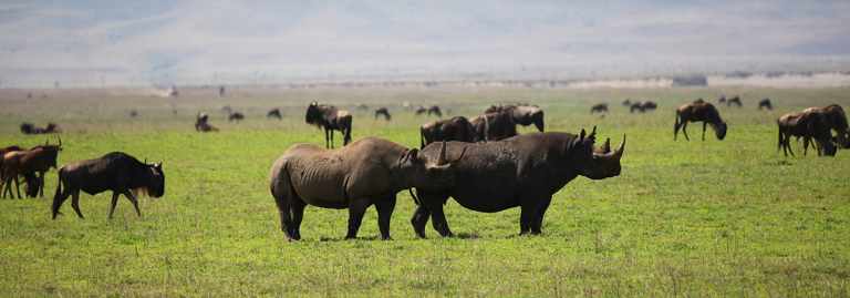 Black Rhinos in Tanzania's Ngorongoro Crater