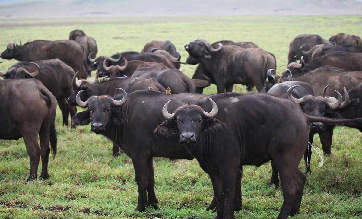 When is the Great Migration? 2 Buffalo in Ngorongoro Crater