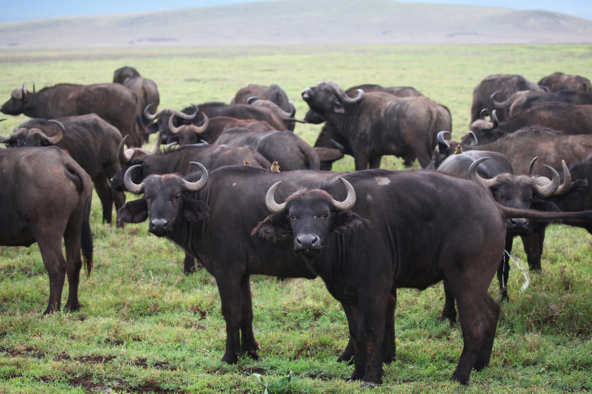 Buffalo in Ngorongoro Crater part of Africa's big five