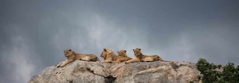 A Pride of Lions on a Kopje