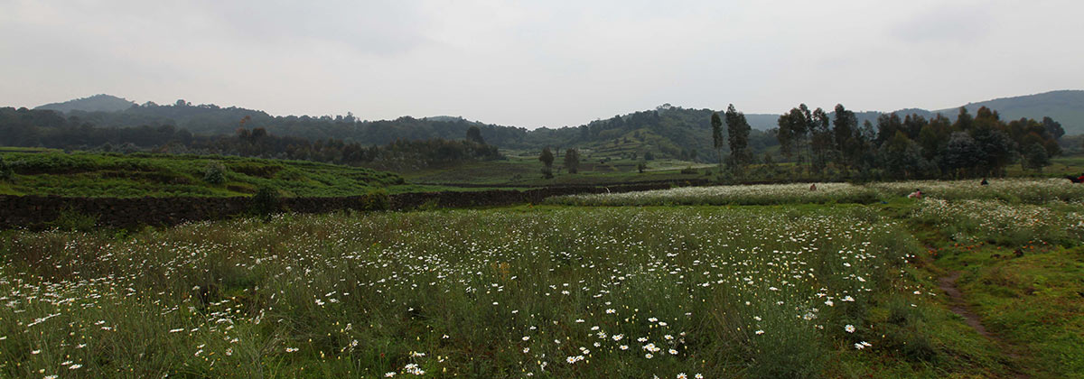 Farmland near Virunga