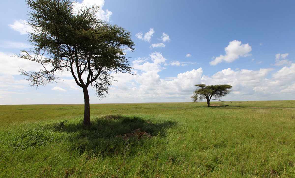 Great Migration's landscape-the Serengeti
