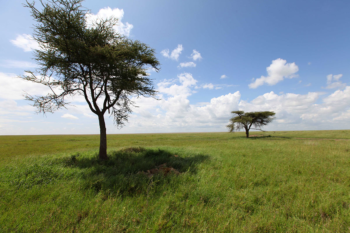 Serengeti-home of much of the Great Migration
