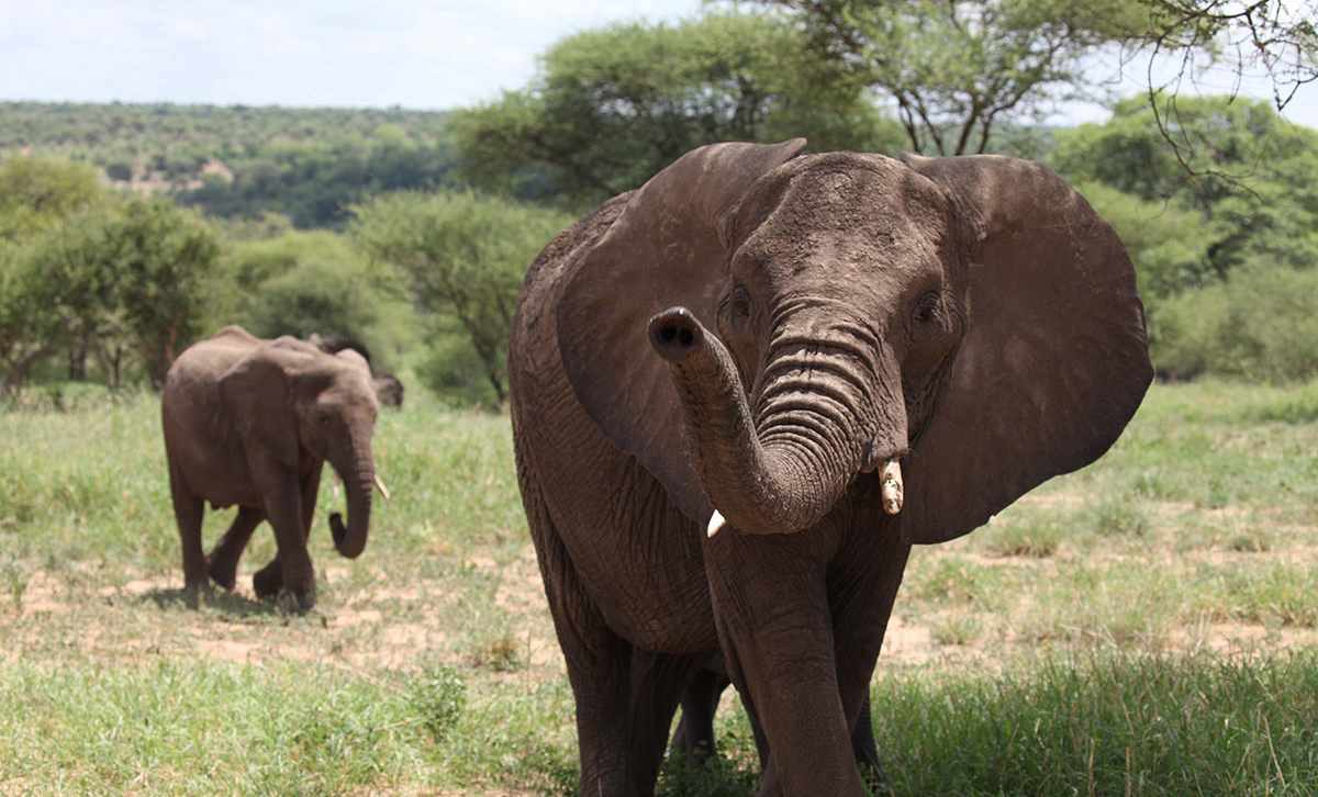 Elephants in Tarangire