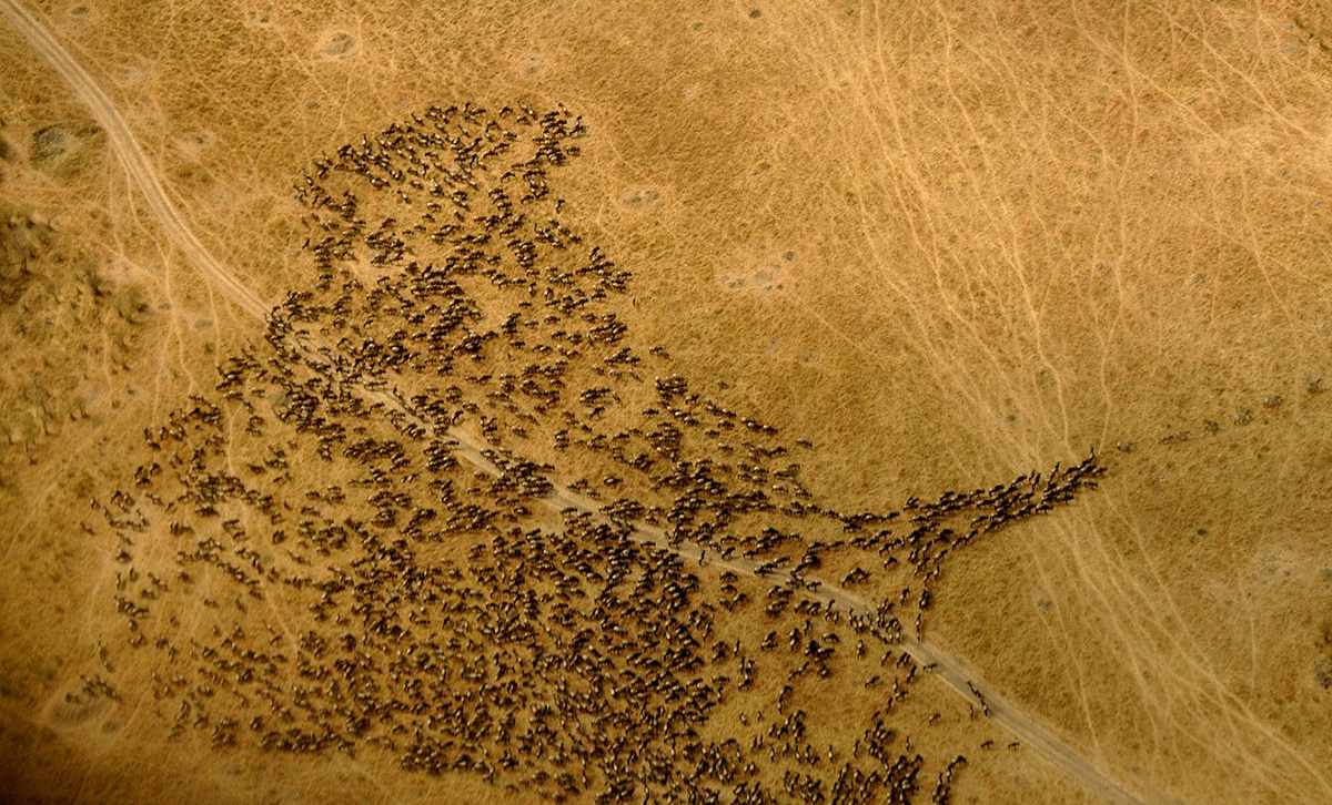 Great Migration? 2 Wildebeest during the Great Migration