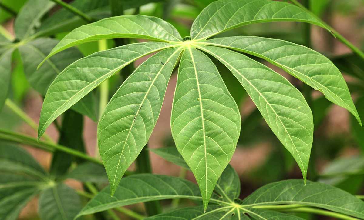 Cassava Leaf