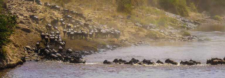 Wildebeest crossing the river