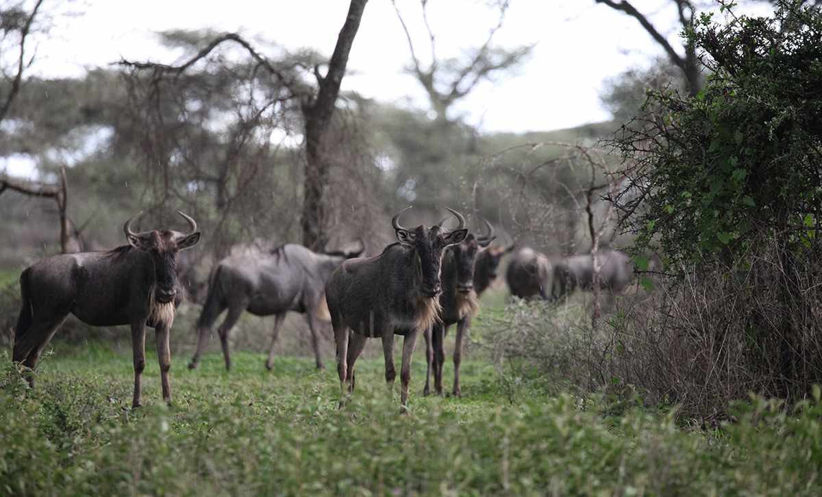 A herd of Wildebeest