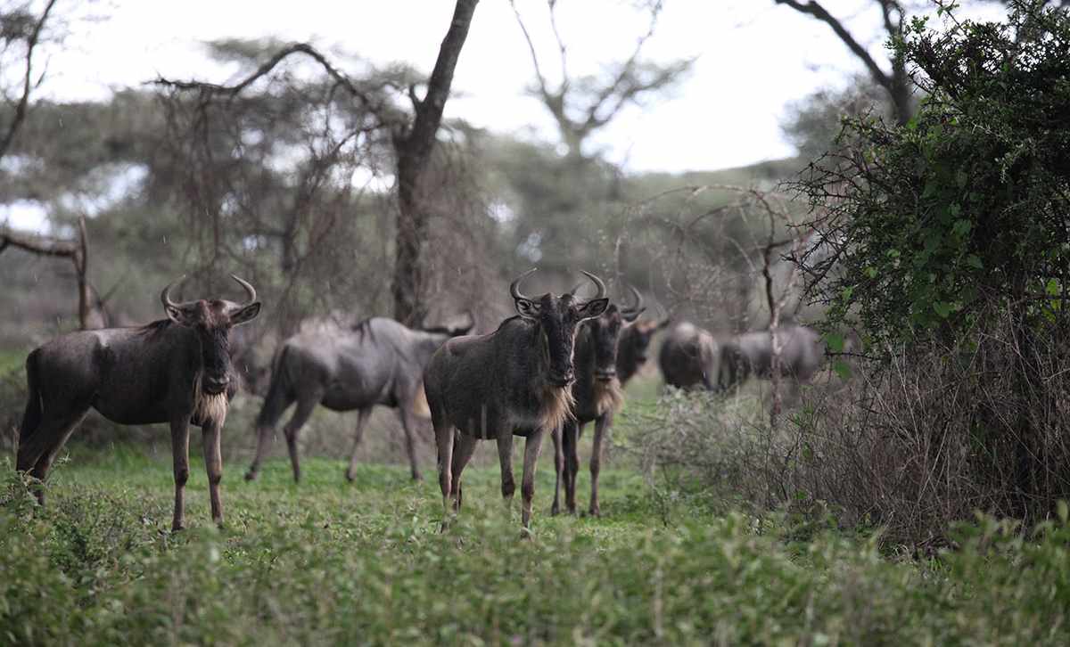 Where to see the Great Migration 3 A herd of Wildebeest