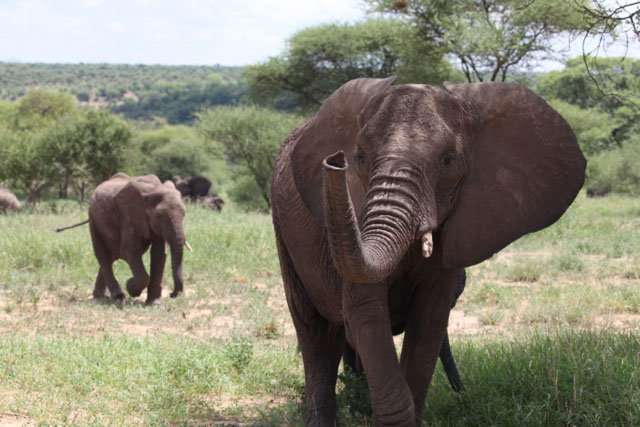 Elephants in Tarangire National Park