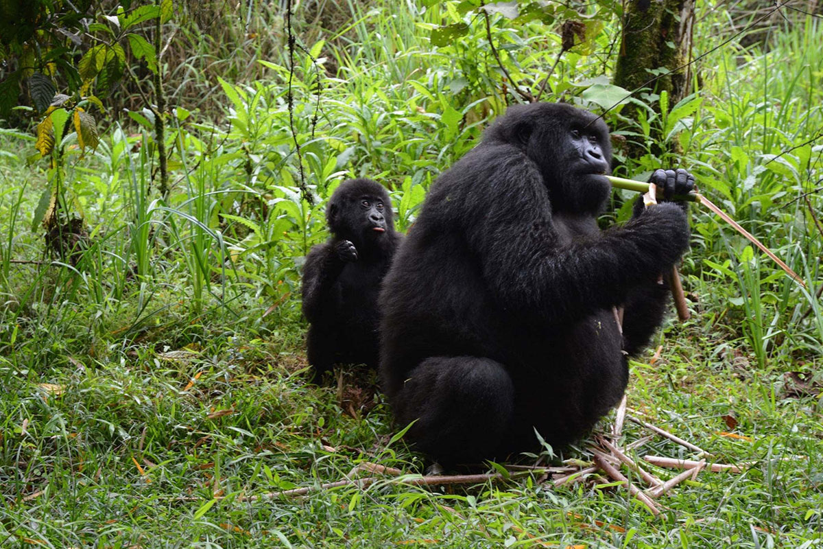 Mountain Gorilla Trek