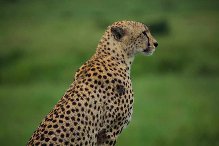 Tanzania safari and Kenya safari