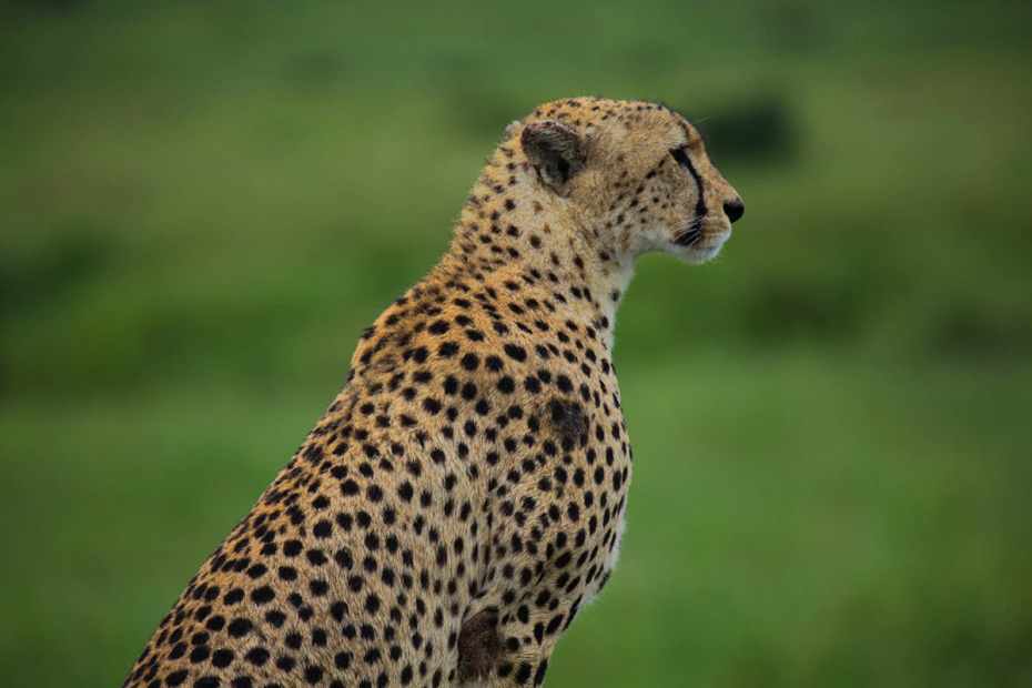 Is Kenya or Tanzania Better for a Safari? 2 Tanzania safari and Kenya safari