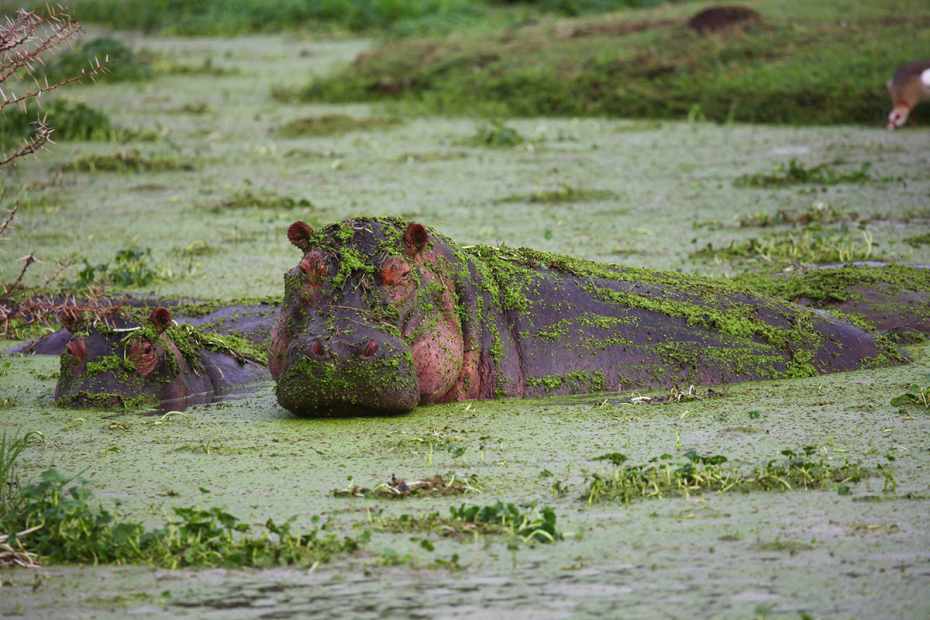 Is Kenya or Tanzania Better for a Safari? 4 Tanzania and Kenya