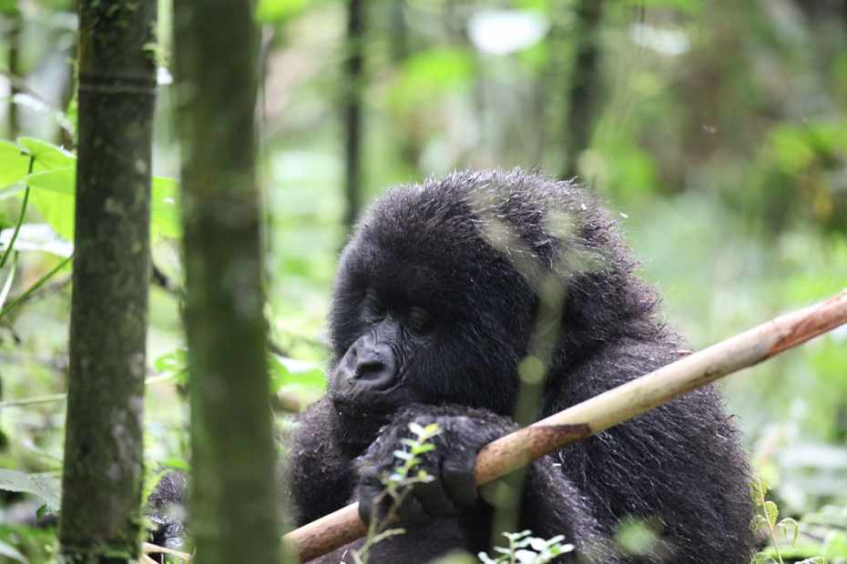 Mountain Gorilla Chicago Tribune