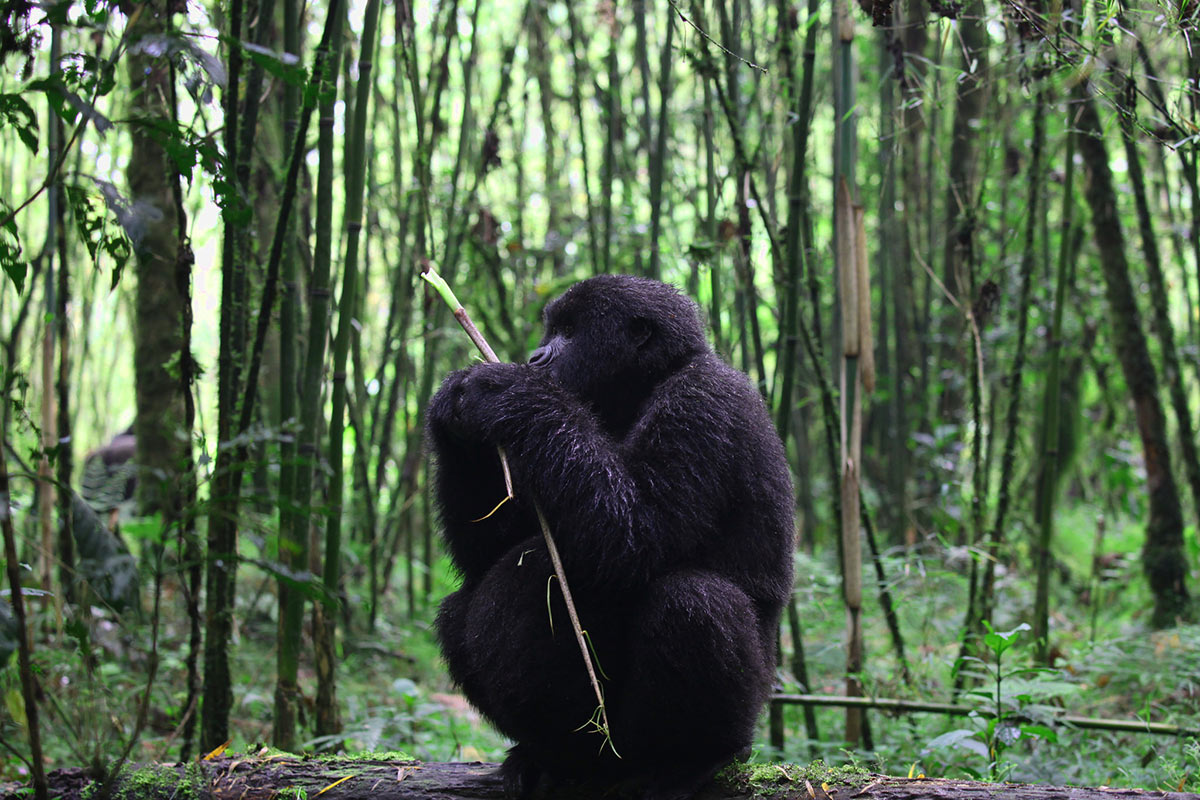 Gorilla in Rwanda