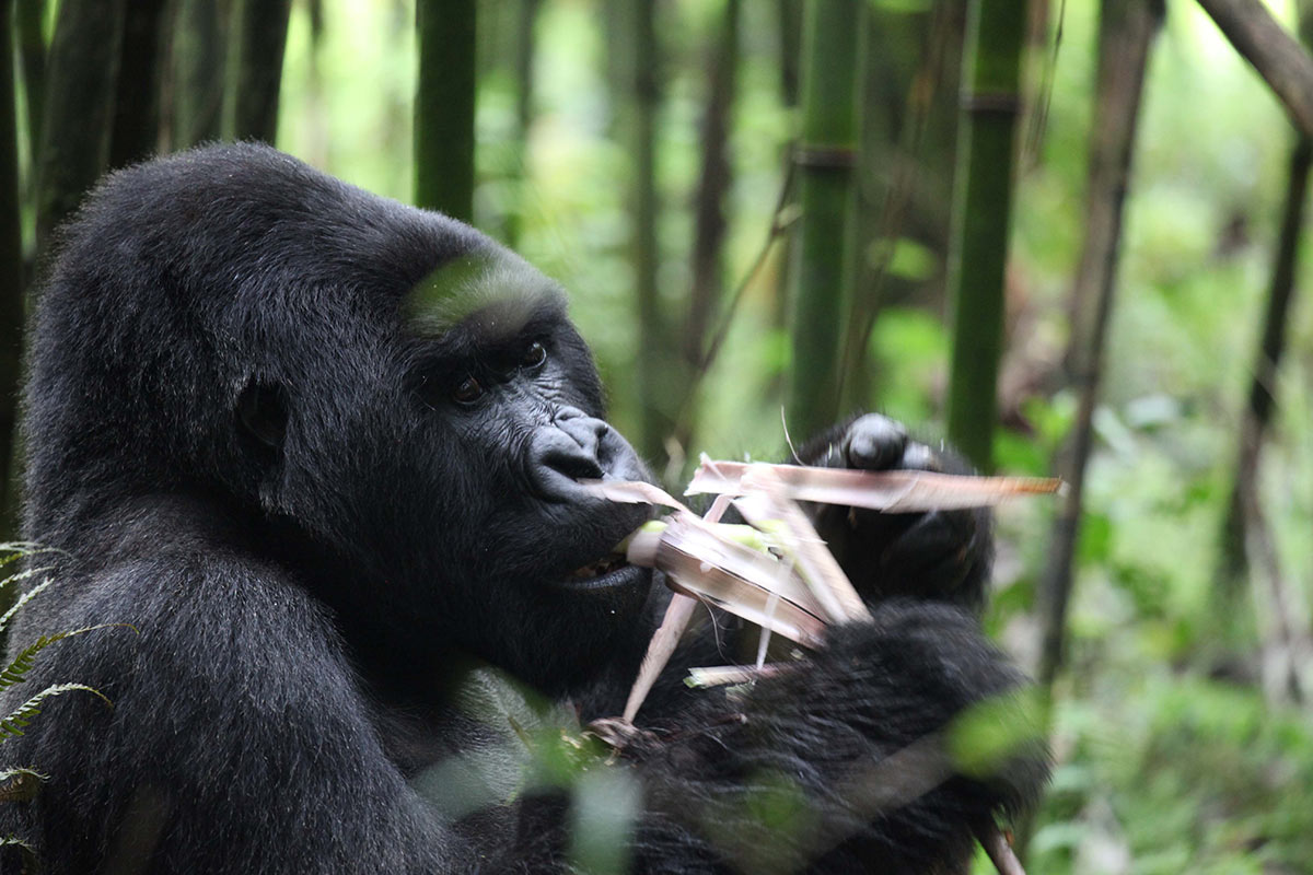 Gorilla eating in Rwanda
