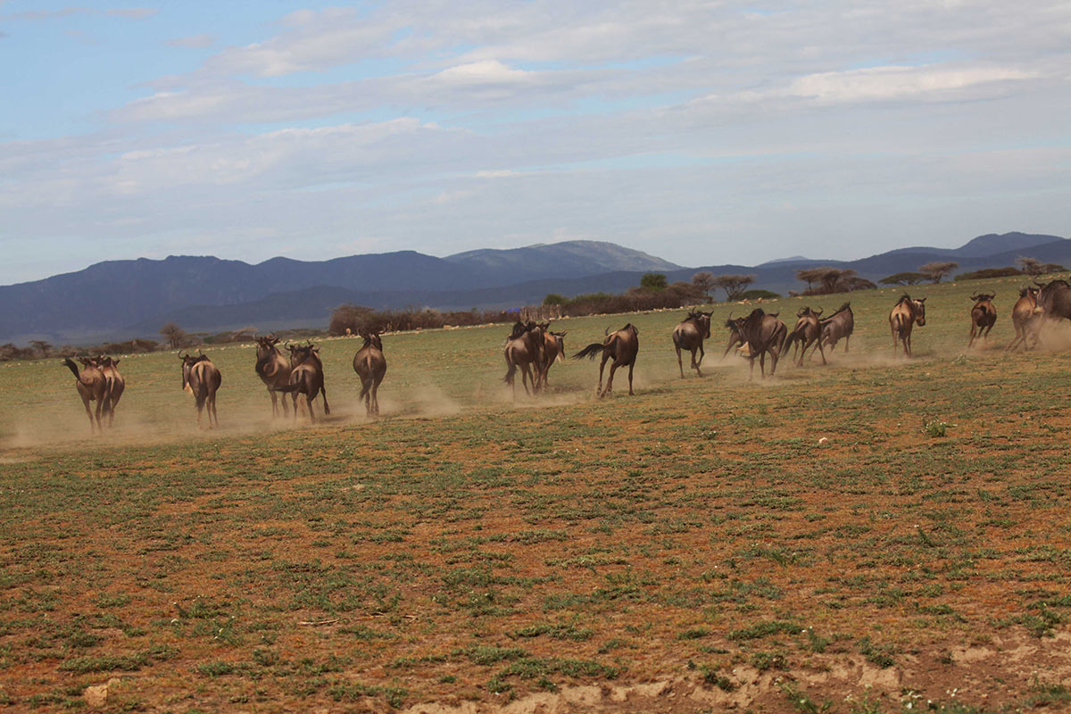 Warm climate, some dusty areas and mosquitoes influence what to pack on a safari