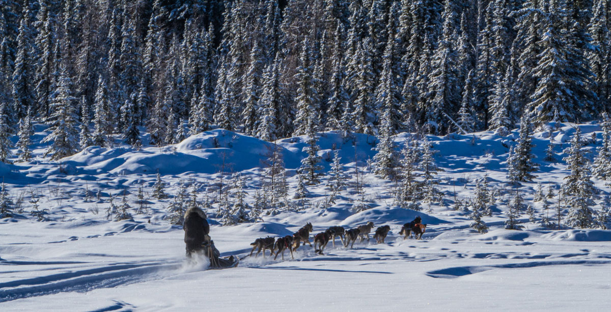 Dog sledding-in-Alaska