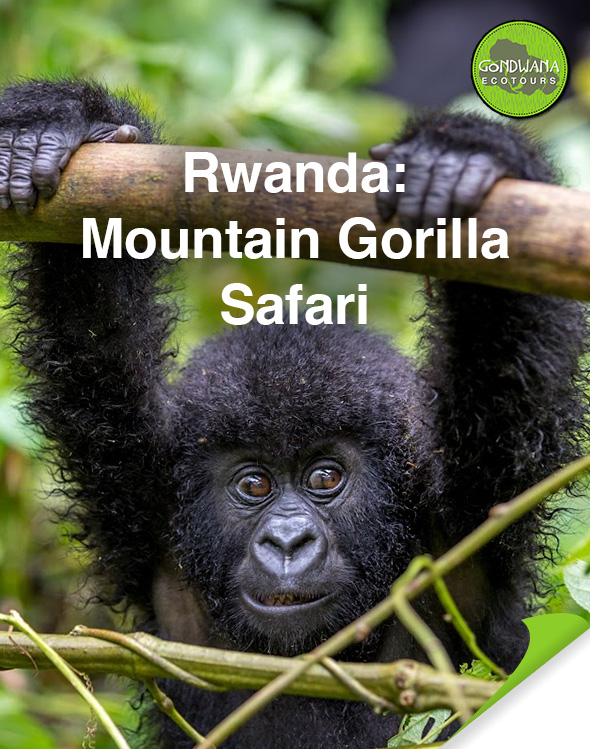 Gorilla Trekking In Rwanda