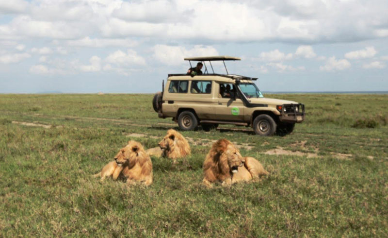 Save Safari Travel With Gondwana Ecotours