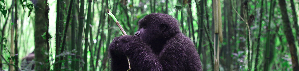 gorilla trek eating 1