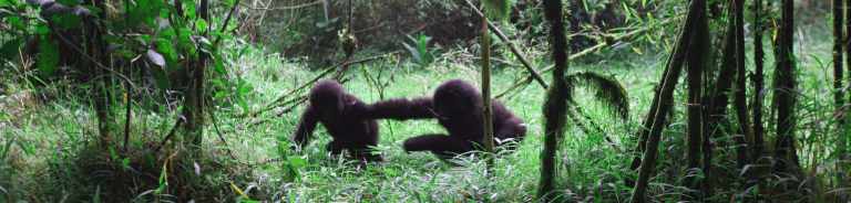 Young Gorillas at Play