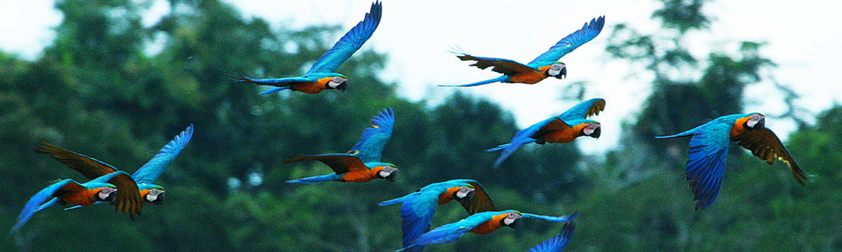 Birds of the Amazon Rainforest