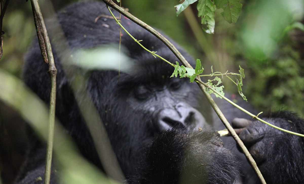 The Boston Globe Features Gondwana’s Rwanda Ecotour 3 The Boston Globe