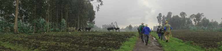 Gorillas in the wild