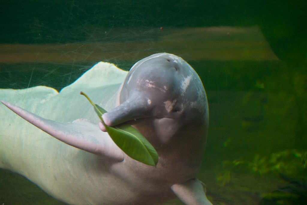 Fun Pink River Dolphin Facts