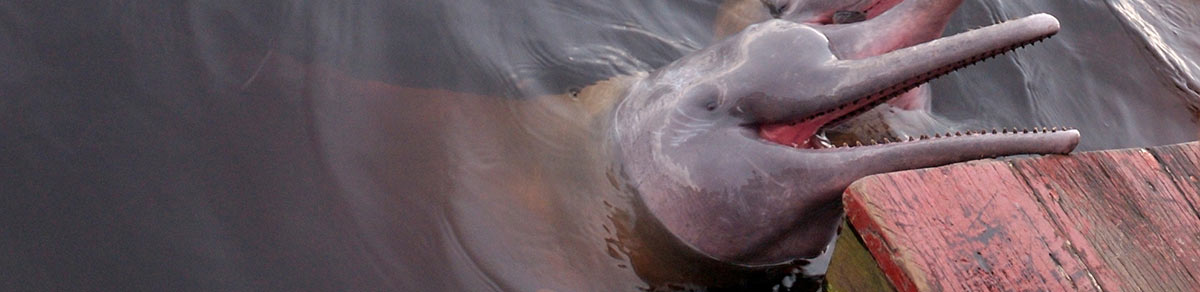 Pink River Dolphin habitat