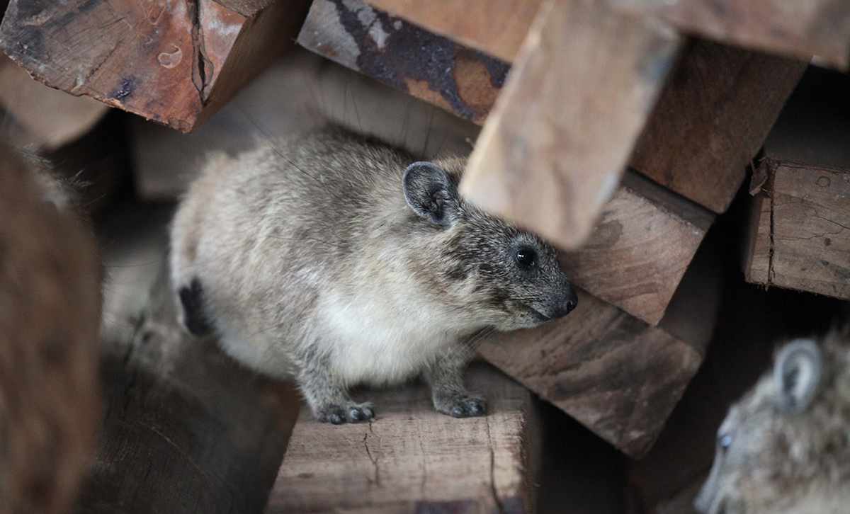Africa's Little Big Five 7 Hyrax of the little big five