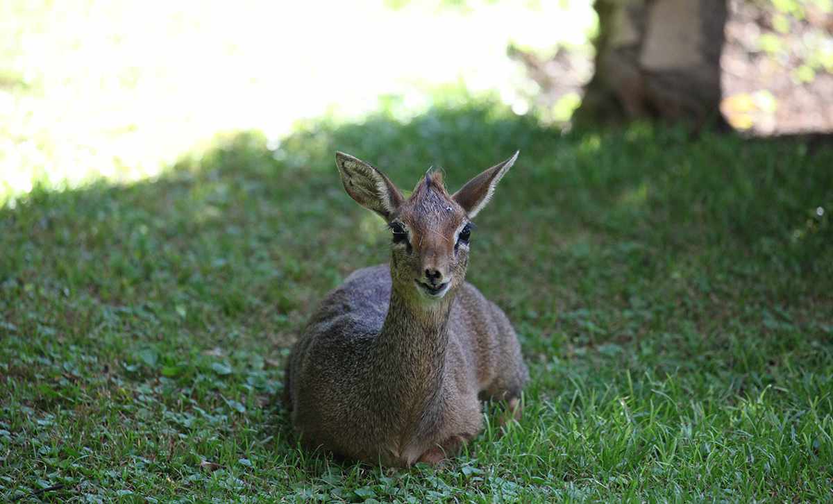 Africa's Little Big Five 4 Dik-dik, of the little big five