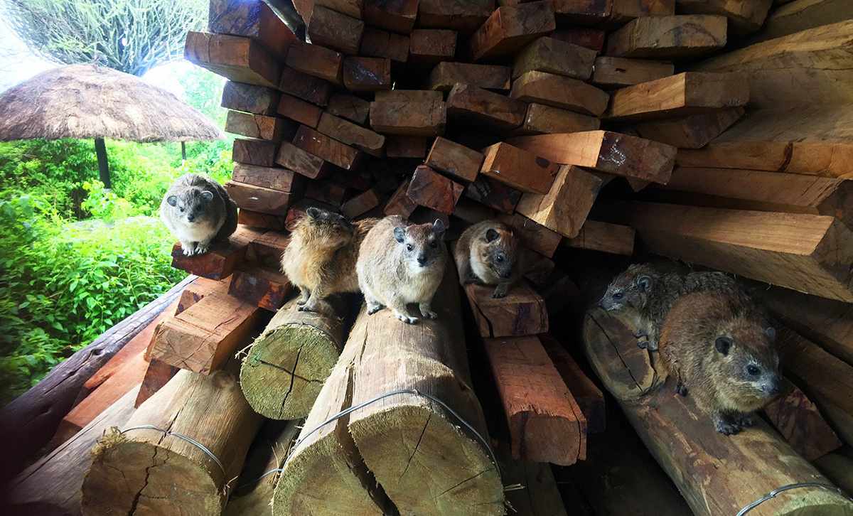 Africa's Little Big Five 8 gang_of_hyrax