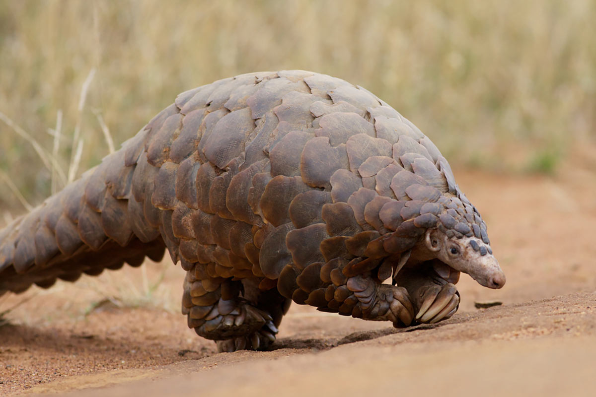 The ground pangolin, almost in the little big five