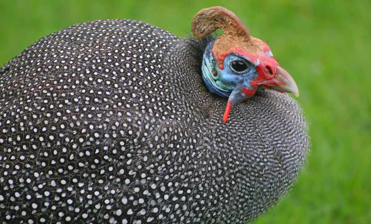 Guinea fowl, the plumpest member of the little big five
