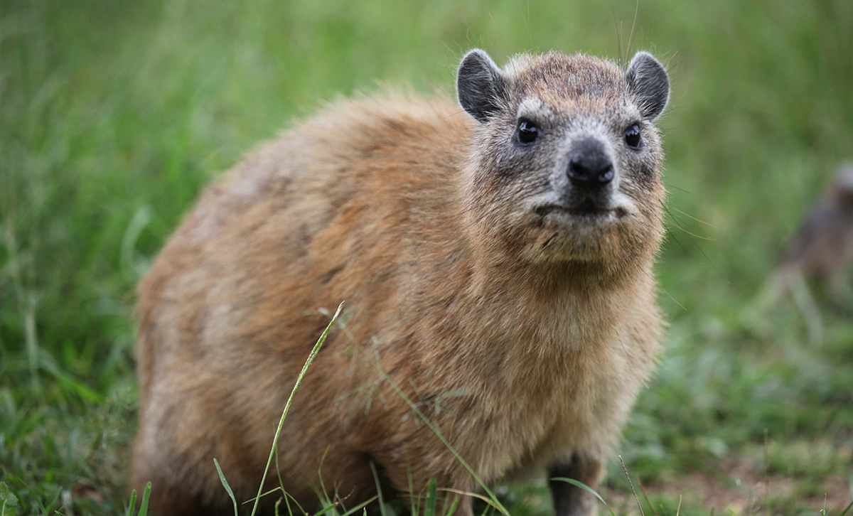 Africa's Little Big Five 6 The king of the little big five