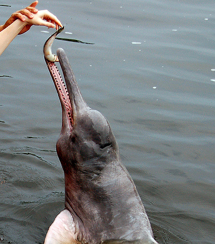 photos of pink river dolphins