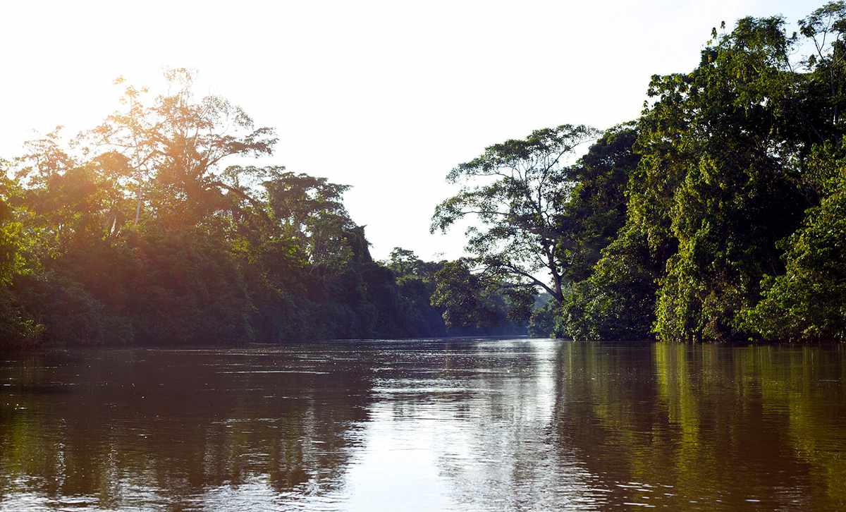 Pink River Dolphin Habitat