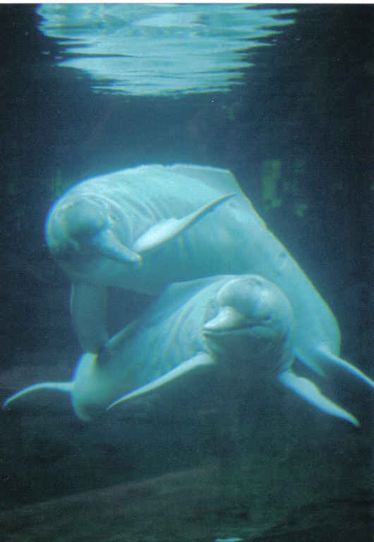 pink river dolphin pod