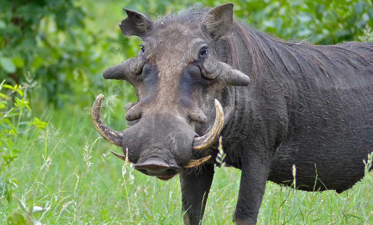 The warthog of the little big five