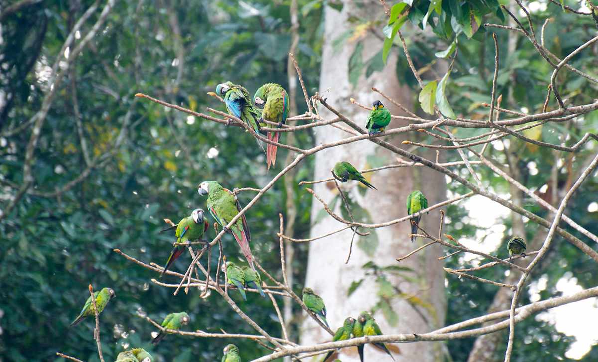 Birds of the Amazon: Macaws, Toucans, Parakeets & Parrots 2 Birds of the Amazon