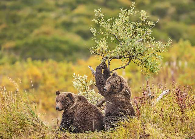 Katmailand Grizzlies