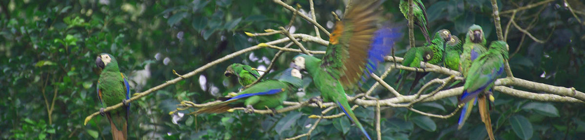 Birds of the Amazon