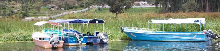 see pink river dolphins