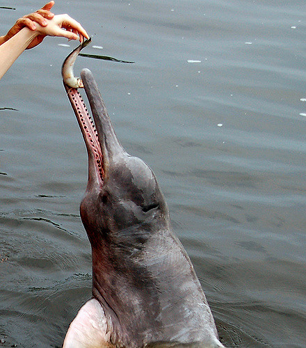 see pink river dolphins